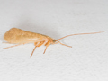 Limnephilus politus